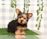 Small Yorkshire Terrier