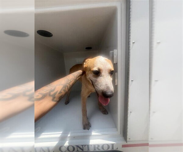 Medium Photo #1 Catahoula Leopard Dog Puppy For Sale in Houston, TX, USA