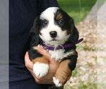 Small Photo #1 Bernedoodle (Miniature) Puppy For Sale in HONEY BROOK, PA, USA