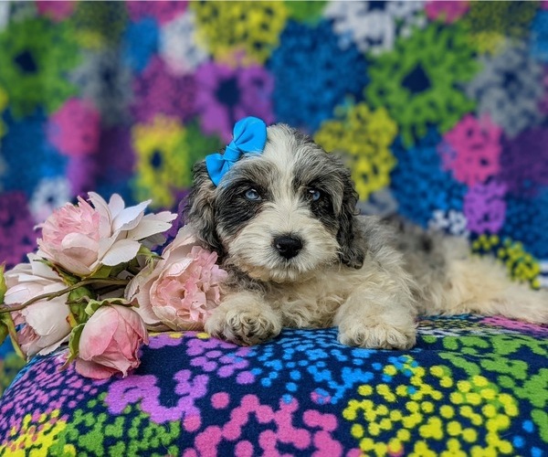 Medium Photo #7 Cavapoo Puppy For Sale in KINZERS, PA, USA
