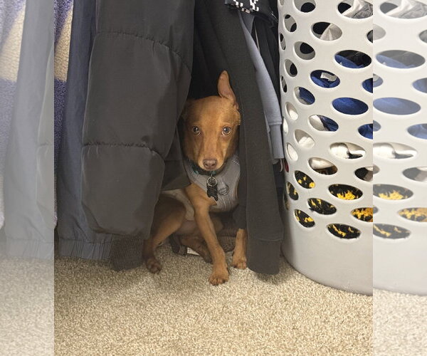 Medium Photo #5 Chihuahua-Unknown Mix Puppy For Sale in Davis, CA, USA