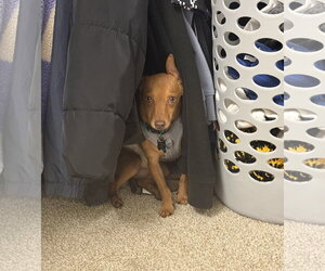 Chip - Male Chihuahua-Unknown Mix Dog for Adoption - Photo #5