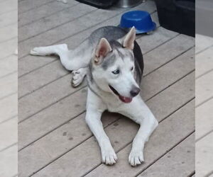 - Mix Dogs for adoption in Dallas, TX, USA