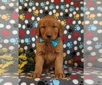 Small #1 Golden Retriever