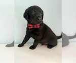 Small Photo #5 Aussiedoodle-Labradoodle Mix Puppy For Sale in BRYANTOWN, MD, USA