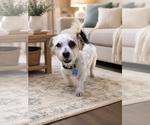 Small #1 Shih Tzu Mix