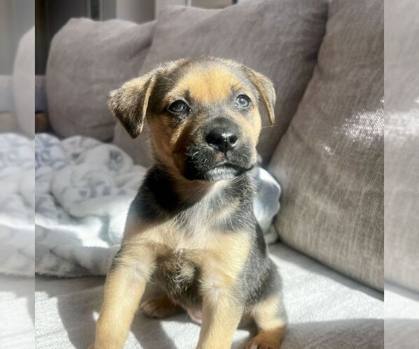 Medium Photo #1 Mutt Puppy For Sale in San Juan Capistrano, CA, USA