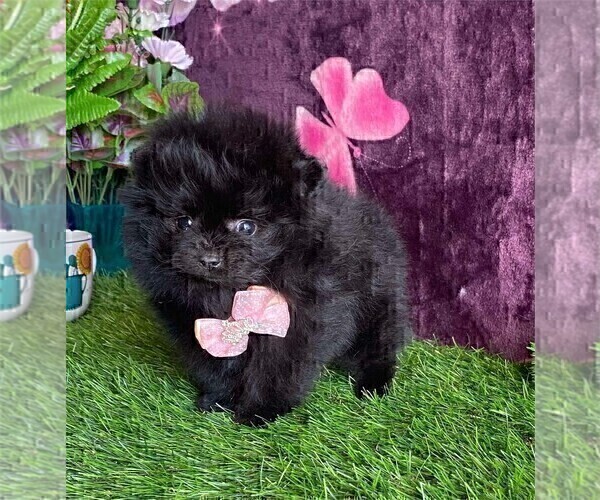 Medium Photo #7 Pomeranian Puppy For Sale in NAPLES, FL, USA