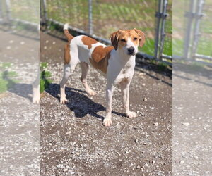 Mutt Dogs for adoption in Crandall, GA, USA