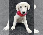 Small #1 Great Pyrenees Mix