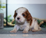 Puppy Jackson Cavapoo (Miniature)