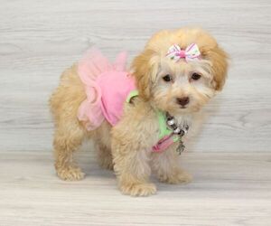 Poodle (Miniature) Puppy for Sale in LAS VEGAS, Nevada USA