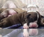 Puppy Jazz Boxer