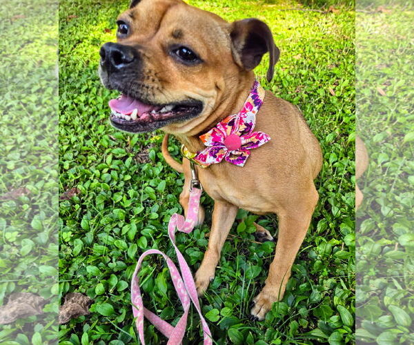 Medium Photo #12 Buggs Puppy For Sale in Garner, NC, USA