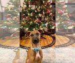 Small Photo #12 Black Mouth Cur-Unknown Mix Puppy For Sale in Derwood, MD, USA