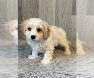 Cavachon Puppy for sale in CANOGA, NY, USA