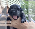 Small #10 Labrador Retriever