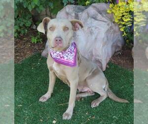 American Pit Bull Terrier-Unknown Mix Dogs for adoption in Oklahoma City, OK, USA