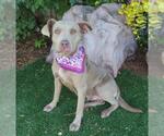 Small American Pit Bull Terrier Mix