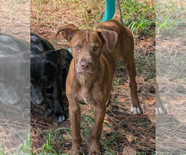 Medium Photo #4 Mountain Cur-Unknown Mix Puppy For Sale in Anniston, AL, USA