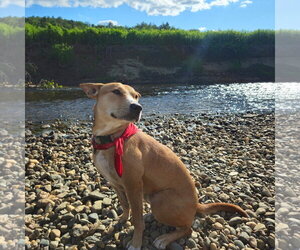 Desert - Female Mutt Dog for Adoption - Photo #2