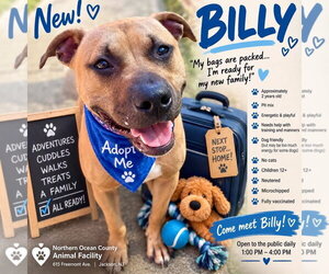 Mutt Dogs for adoption in Jackson , NJ, USA