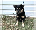 Small #1 Australian Shepherd Mix
