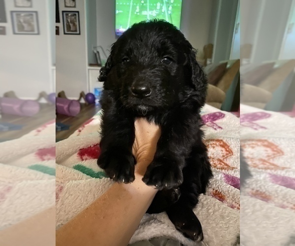 Medium Photo #8 Pyredoodle Puppy For Sale in NEWBERRY, FL, USA