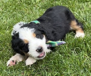 Bernedoodle-Bernese Mountain Dog Mix Puppy for sale in ERIE, CO, USA