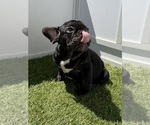 Small Photo #3 French Bulldog Puppy For Sale in APPLE VALLEY, CA, USA