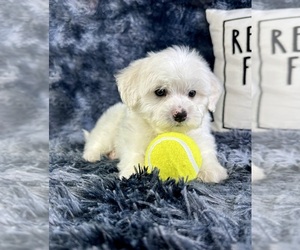 Maltipoo Puppy for sale in GREENFIELD, IN, USA