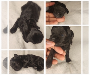 ShihPoo Puppy for sale in FORT WASHINGTON, MD, USA
