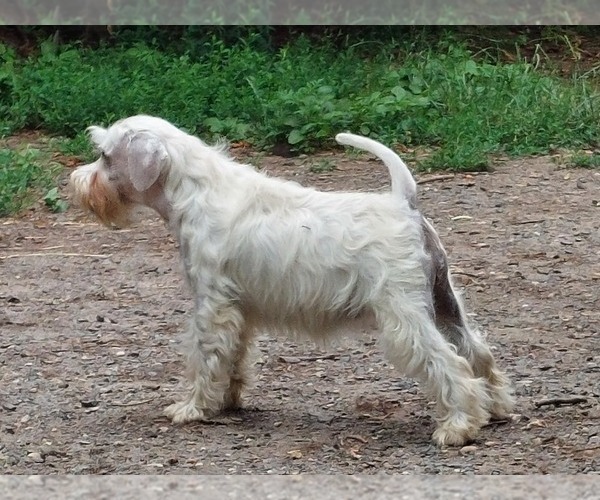 Medium Photo #1 Schnauzer (Miniature) Puppy For Sale in Hatvan, Heves, Hungary