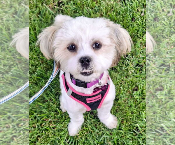 Medium Photo #2 Shih Tzu-Unknown Mix Puppy For Sale in Corona, CA, USA