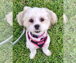 Small #1 Shih Tzu Mix