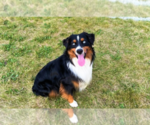 Small Photo #44 Miniature Australian Shepherd Puppy For Sale in BONNERS FERRY, ID, USA