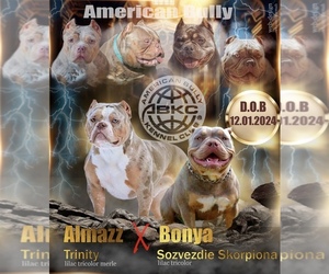 American Bully Puppy for sale in Salihorsk, Minsk, Belarus