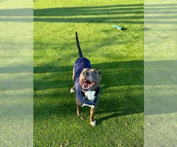 Medium Photo #3 Greyhound-Unknown Mix Puppy For Sale in Calgary, Alberta, Canada