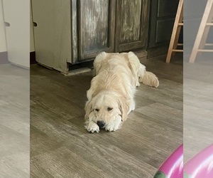 Mother of the English Cream Golden Retriever puppies born on 06/03/2025
