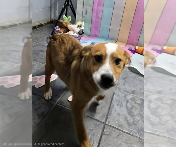 Medium Photo #3 Beagle-Unknown Mix Puppy For Sale in Aurora, IN, USA