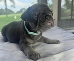 Small #11 French Bulldog