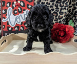 Small Photo #5 Bernedoodle (Miniature) Puppy For Sale in SPARTA, MO, USA
