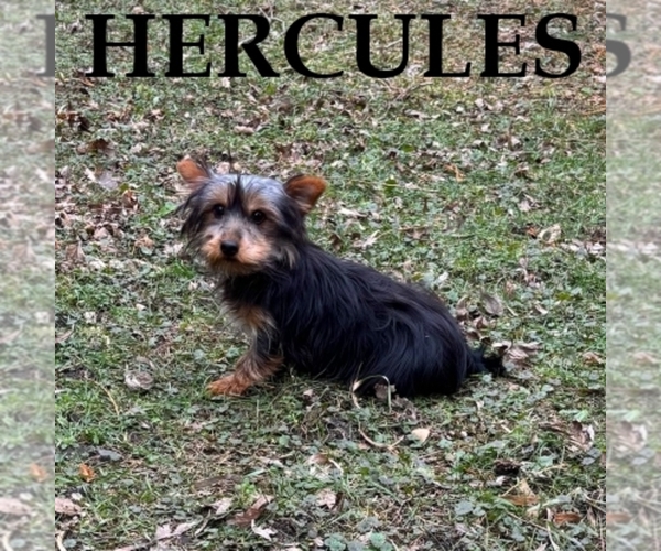 Medium Photo #3 YorkiePoo Puppy For Sale in HARTLAND, MN, USA