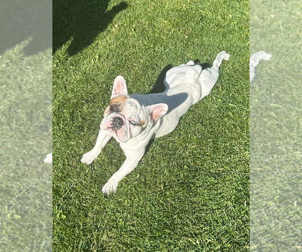 Medium Photo #2 French Bulldog Puppy For Sale in Brights Grove, Ontario, Canada