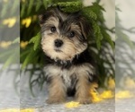 Small #1 Morkie