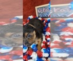 Small #6 Yorkshire Terrier