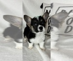 Small #2 Pembroke Welsh Corgi