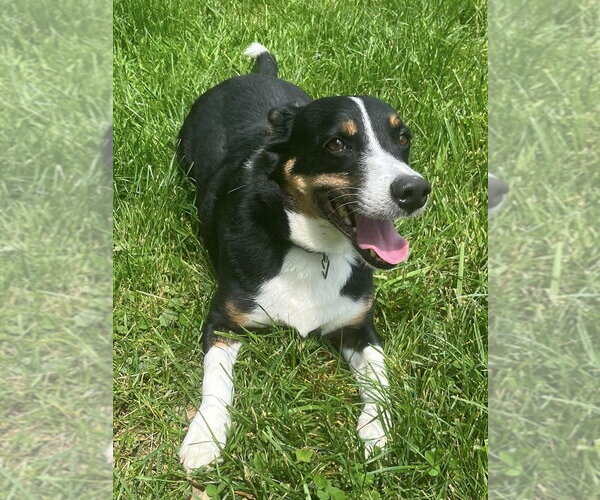 Medium Photo #2 Mutt Puppy For Sale in Osgood, IN, USA