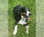 Small #1 Mutt
