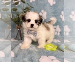 Small #1 Mal-Shi